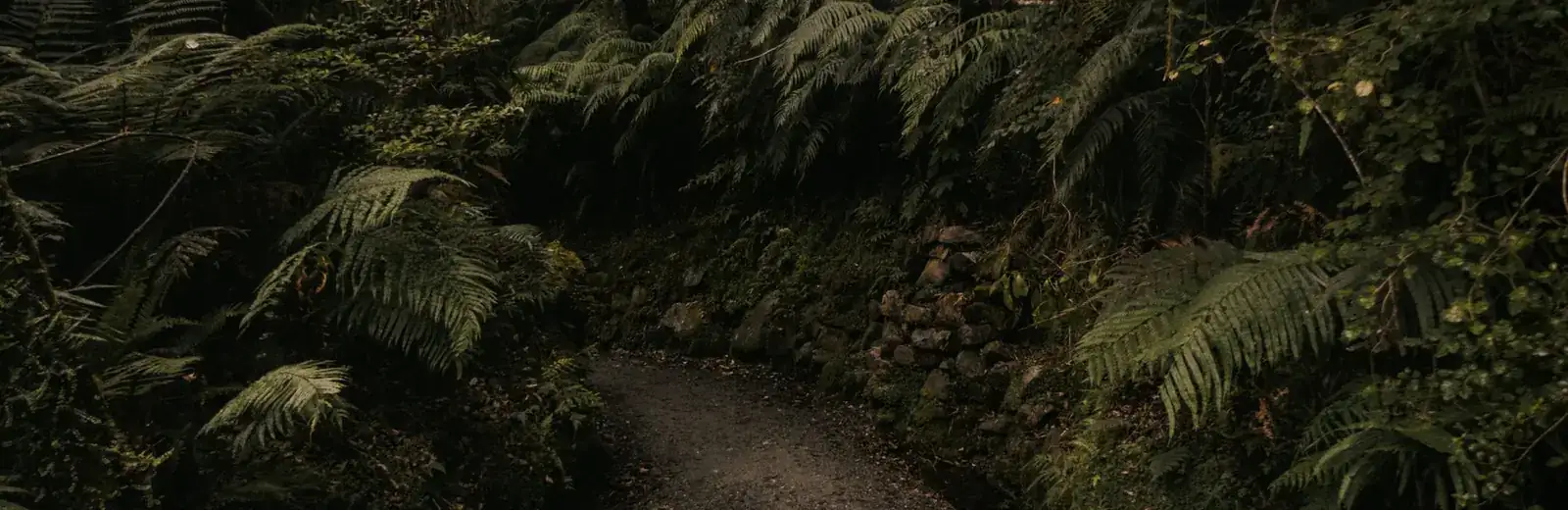 Cleaning services in Swanson, West Auckland — fern-lined bush track in the Waitākere Ranges, the setting for West Auckland's bush suburbs