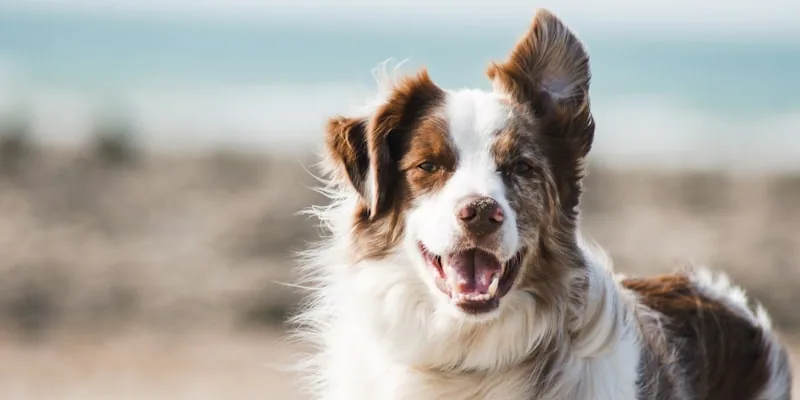 Cleaning Tips for Auckland Pet Owners: Keeping a Fresh Home with Furry Friends